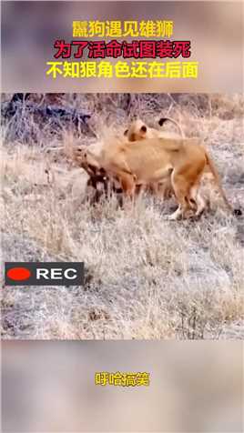 鬣狗遇见雄狮，为了活命试图装死，不知狠角色还在后面