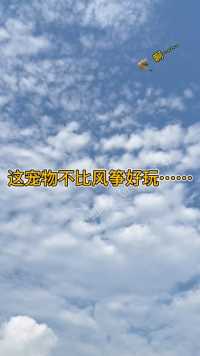 从表情上看，貌似对我失去信心了😑……#蜜袋鼯 #萌宠出道计划 #萌宠 