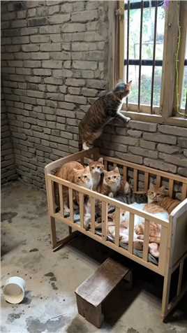 给小猫咪们制作温暖窗台猫窝.mp4


