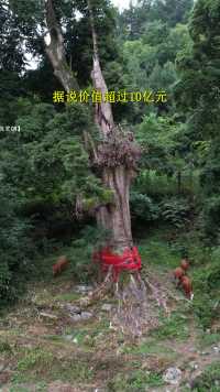 在贵州深山有一颗价值连城的千年古树，被称为亚洲金丝楠木王，曾经断掉的一根树枝被拍出了40万天价！#千年古树 #旅行推荐官 #金丝楠木 