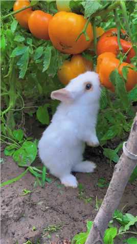 可爱的小兔子吃新鲜的西红柿萌宠兔子田园小萌宠