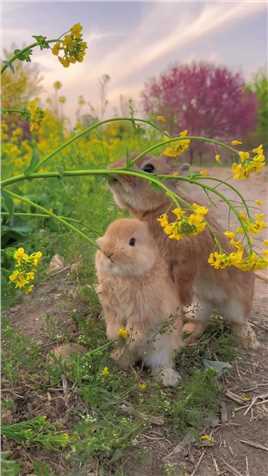 可爱的小兔子来了,到处都是生机勃勃,充满了春天的气息.萌宠兔子田园小萌宠