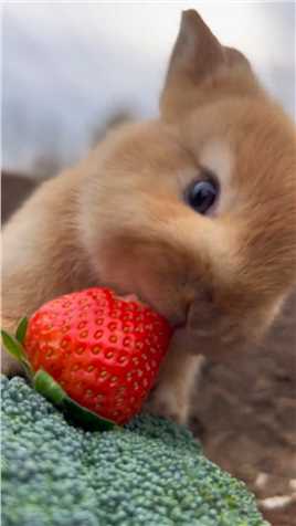 爱吃草莓的小