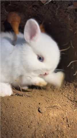 一只可爱的小兔子萌宠兔子田园小萌宠