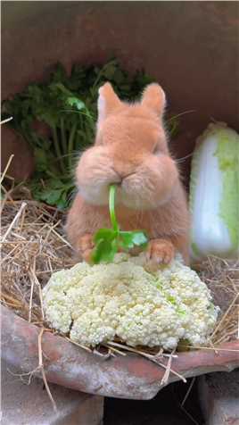 爱吃蔬菜的大脸兔田园小