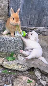 兔兔喂吃奶田园小