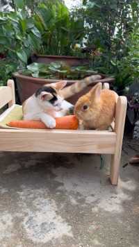 猫咪喂小吃胡萝卜田园小