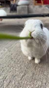 兔兔的小暴脾气田园小