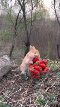 兔兔：我要把这一碗草莓都吃掉