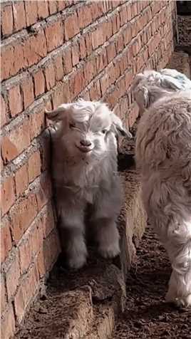 “会笑的小羊也太可爱了”#喜欢这世界因为喜欢你#小羊羔 #动物萌时刻.mp4

