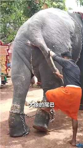 大象乖乖送男人上背神奇动物在这里大象