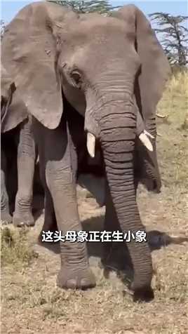 大象生小象现场神奇动物在这里野生动物零距离