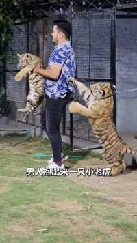 人与老虎和谐相处神奇动物在这里动物世界