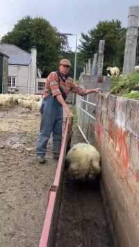 农场主用巧门对羊分类高手在民间绵羊