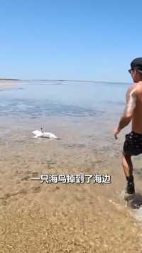 男人救助海鸟反被咬野生动物零距离动物救助