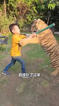 男孩跟小老虎打架神奇动物在这里萌宠的迷惑行为老虎