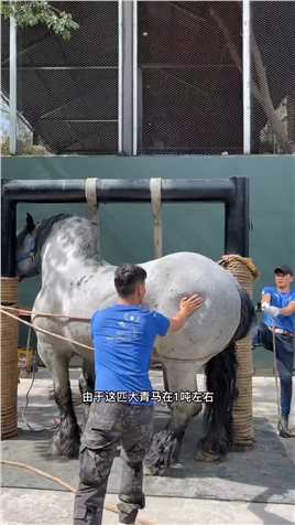 1吨重的青马怎样修蹄的