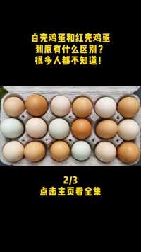 白壳鸡蛋和红壳鸡蛋到底有什么区别？很多人都不知道！（2）白壳鸡蛋红壳鸡蛋