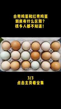白壳鸡蛋和红壳鸡蛋到底有什么区别？很多人都不知道！（3）白壳鸡蛋红壳鸡蛋