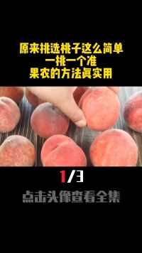 今天才知道，原来挑选桃子这么简单，一挑一个准，果农的方法实用桃子长知识科普 (1)