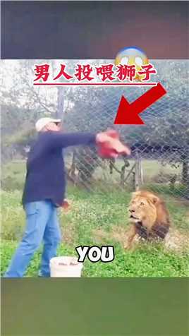 男人投喂试狮子