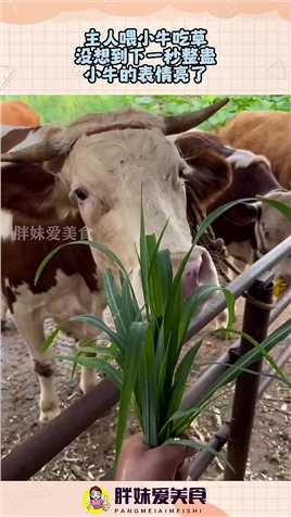主人喂小牛吃草，没想到下一秒整蛊，小牛的表情亮了！