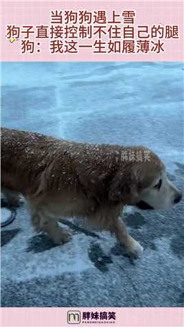 当狗狗遇上雪，狗子直接控制不住自己的腿，狗：我这一生如履薄冰