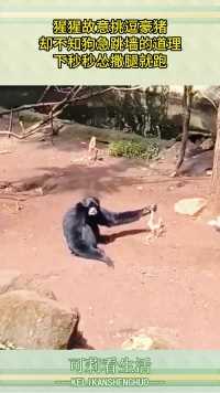 猩猩故意挑逗豪猪，却不知狗急跳墙的道理，下秒秒怂撒腿就跑