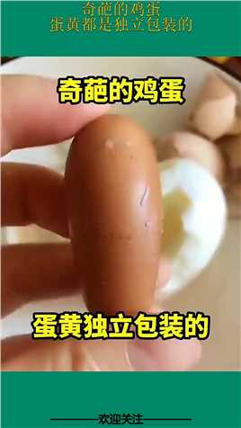 奇葩的鸡蛋，蛋黄都是独立包装的