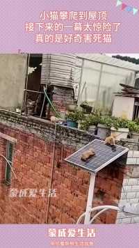 小猫攀爬到屋顶，接下来的一幕太惊险了，真的是好奇害死猫！