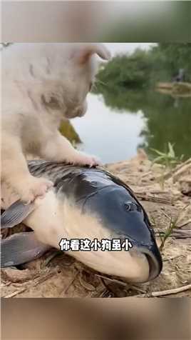 善良的小狗 救了大鱼