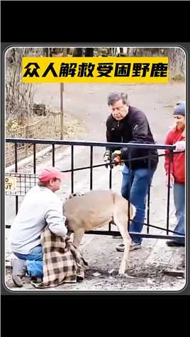 -野鹿不幸卡在铁门中间，众人合力将它解救出来#动物
