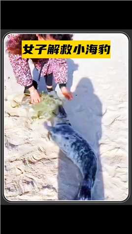 小海豹被渔网缠住无法自拔，女子看到后将它解救