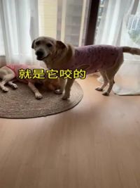 一口咬定自家崽拆的家 #这狗子打小就精 #狗子的迷惑行为