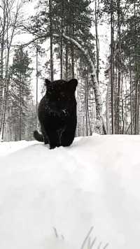 小猫咪，第一次来雪山，踏雪，小心翼翼的，蹑手蹑脚。