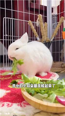 谁家的小天天气鼓鼓！小秃的蔬菜大餐来喽！侏儒兔