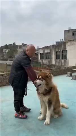 男子训练狗狗