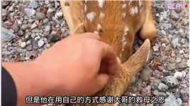 聪明的小鹿为了救援被困的妈妈，它不顾自身安危冒险祈求人类