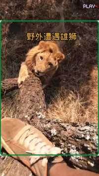 小哥在非洲大草原遇到了雄狮，他能活下来吗