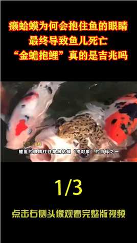 金蟾抱鲤的结果，癞蛤蟆为何会抱住鱼的眼睛，最终导致鱼儿死亡！ (1)