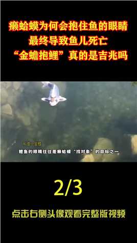 金蟾抱鲤的结果，癞蛤蟆为何会抱住鱼的眼睛，最终导致鱼儿死亡！ (2)