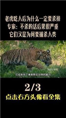 老虎吃人后为什么一定要杀掉，专家：不杀的话后果很严重！ (2)