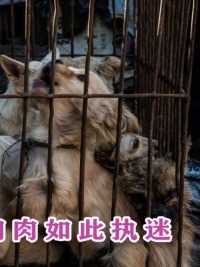 一年吃掉400万条狗，偷狗贩狗屡禁不止，越南人为何如此执迷狗肉