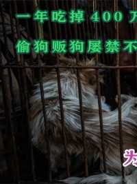 一年吃掉400万条狗，偷狗贩狗屡禁不止，越南人为何如此执迷狗肉
