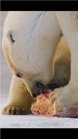 北极熊带娃赶赴鲸肉大餐