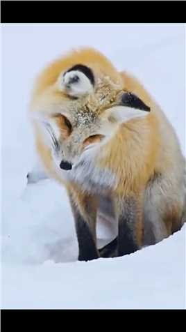 赤狐在暴风雪中艰难求生