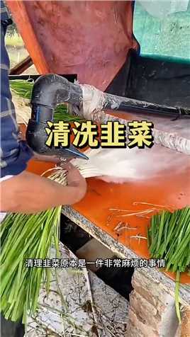 清洗韭菜