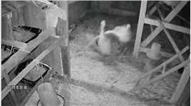 看守鸡圈的大鹅，竟被黄鼠狼吓得忘了职责！#监控下的一幕##动物#现场实拍#原创视频
