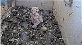 可怜的仓鸮宝宝！##野生动物零距离#动物#奇妙的动物#动物世界