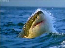 鲨口夺食，残酷的大自然！##野生动物零距离#动物#海洋生物#奇妙的动物